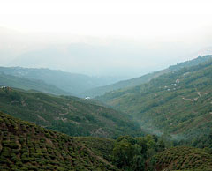 Darjeeling: Tea gardens
