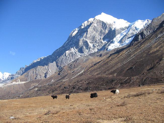 Dzongri Trek Sikkim