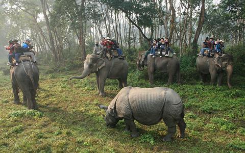 Elephant Safari Chitwan National park