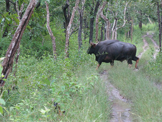 Indira gandhi national park