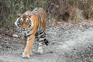 Tiger in Ranthambore national park